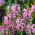 Poslušná Rostlinná směsná semena - Physostegia virginiana - 45 semen