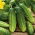 خیار "Borus F1" - فیلد، تنباکو - 148 دانه - Cucumis sativus
