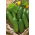 Castravete "Junak" - 105 semințe - Cucumis sativus