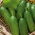 Castravete "Junak" - 105 semințe - Cucumis sativus