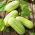 Castravete armeniană "Carosello Barese" - 40 de semințe - Cucumis sativus