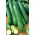Pepino - Tessa - 105 sementes - Cucumis sativus