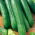 Pepino - Tessa - 105 sementes - Cucumis sativus