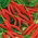Paprika - Cayenna -  Capsicum annuum - Cayenna - magok