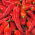 Paprika - Rokita - 68 frø - Capsicum L.