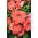 Carpet Salmon Petunia seeds - Petunia x hybrida - 160 seeds