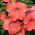 Carpet Salmon Petunia seeds - Petunia x hybrida - 160 seeds