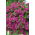 Pétunia híbrido - Cascada - púrpura - 12 semillas - Petunia x hybrida pendula