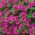 Pétunia híbrido - Cascada - púrpura - 12 semillas - Petunia x hybrida pendula