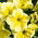 Großblütige Petunie Gelbe - Petunia x hybrida grandiflora - 80 Samen