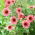 Nepal Cinquefoil, Miss Willmott seeds - Potentilla nepalensis - 600 zaden