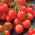 Kirsebærtomater - Garden Perle  - Lycopersicon esculentum Mill  - frø