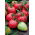 Tomaatti - Pink Oxheart - 50 siemenet - Lycopersicon esculentum Mill