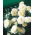 Jardín multi-flor rosa - blanco - plántulas en maceta - 