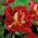 Storblomstret rose cremet-hvid-rød - potteplante - 