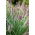 เมล็ดหญ้าน้ำพุ - Pennisetum - Pennisetum sp.