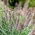 เมล็ดหญ้าน้ำพุ - Pennisetum - Pennisetum sp.