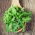 Bio - Rocket - certified organic seeds - 800 seeds