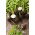 Schwarzer Rettich Round Black Samen - Raphanus sativus - 1000 Samen