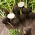 Schwarzer Rettich Round Black Samen - Raphanus sativus - 1000 Samen