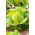 Salat Iceberg - Queen of Summer - 250 frø - Lactuca sativa L.