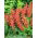 Praktsalvia - lax - 84 frön - Salvia splendens