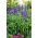 Salvia mealycup blu scuro, salvia Mealy - 160 semi - Salvia farinacea