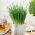 الثوم المعمر - بذور SEED - قرصان - 2 ابذرة - Allium schoenoprasum