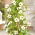 Black-Eyed Susan Vine Semințe de Susie Alb-Eyed - Thunbergia alata - 20 semințe