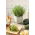Home Garden - timo "Sun" - per coltivazioni indoor e balconate - Thymus vulgaris - semi
