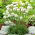 Gazon d'Espagne - Armeria maritima - 55 graines - Armeria maritima ‘Alba'