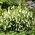 Campanula campanula, semi penduli di bellflower - pendula Symphyandra - 1200 semi - Symphyandra pendula