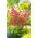 Coral Bells semillas mixtas - Heuchera sanguinea - 2500 semillas