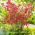Coral Bells semillas mixtas - Heuchera sanguinea - 2500 semillas