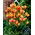 Tulipa Colour Spectacle - Tulpe Colour Spectacle - 5 Zwiebeln