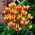 Tulipa Colour Spectacle - Tulpe Colour Spectacle - 5 Zwiebeln