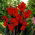 Canna - Brillant