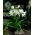 Crinum album, Hakenlilie, Freilandamaryllis