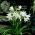 Crinum album, Hakenlilie, Freilandamaryllis