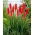 Kniphofia - Nancy Red