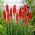 Kniphofia - Nancy Red