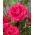 Rosa a fiore grande - rosa scuro - piantina in vaso - 