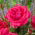 Rosa a fiore grande - rosa scuro - piantina in vaso - 