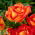 Storblomsteret rose - orange-rød - potteplante - 