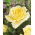 Storblomsteret rose - cremet hvid - potteplante - 