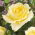 Storblomsteret rose - cremet hvid - potteplante - 