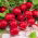 Radise - Saxa 2 - BIO - 425 frø - Raphanus sativus L.