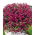 Viola petunia - 800 biji - Petunia violacea  - benih