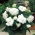 Begonia Големи двуцветни двуцветни цветя - 2 луковици - Begonia ×tuberhybrida