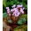 Cyclamen Neapolitanum